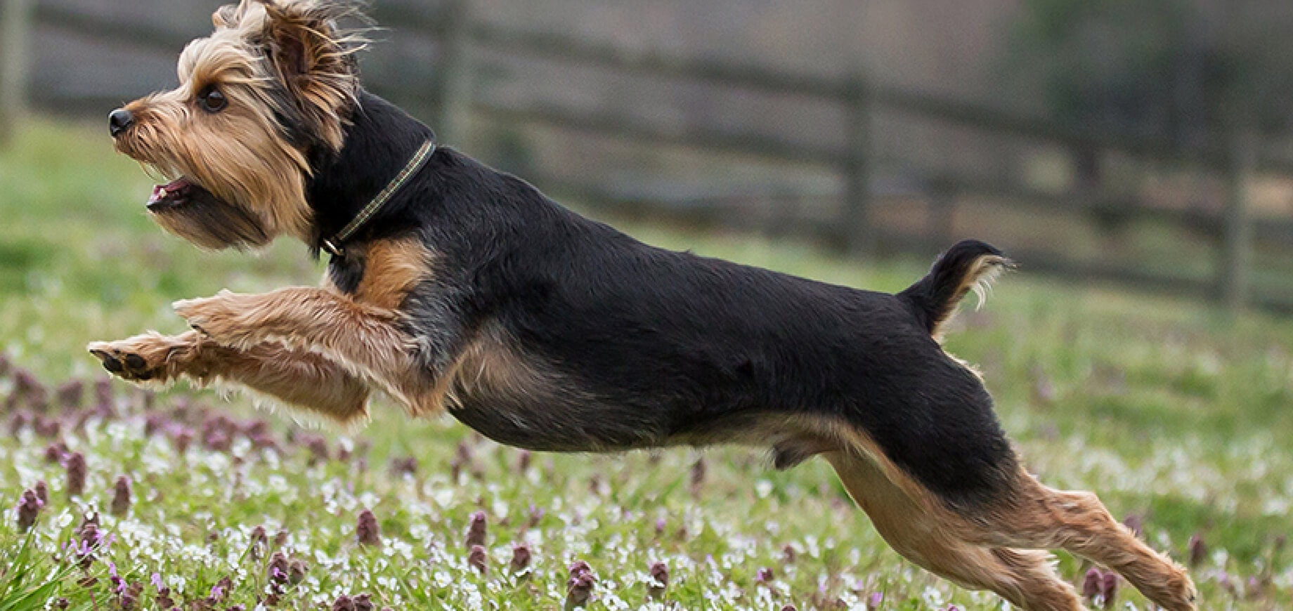 10 Permainan Terbaik untuk Dimainkan Bersama Anjing Anda